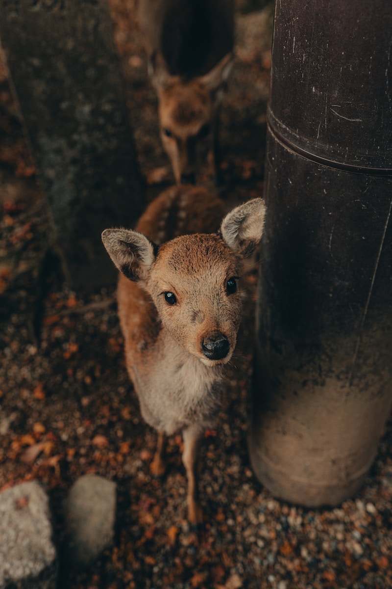 A young deer looks up curiously near a tree.