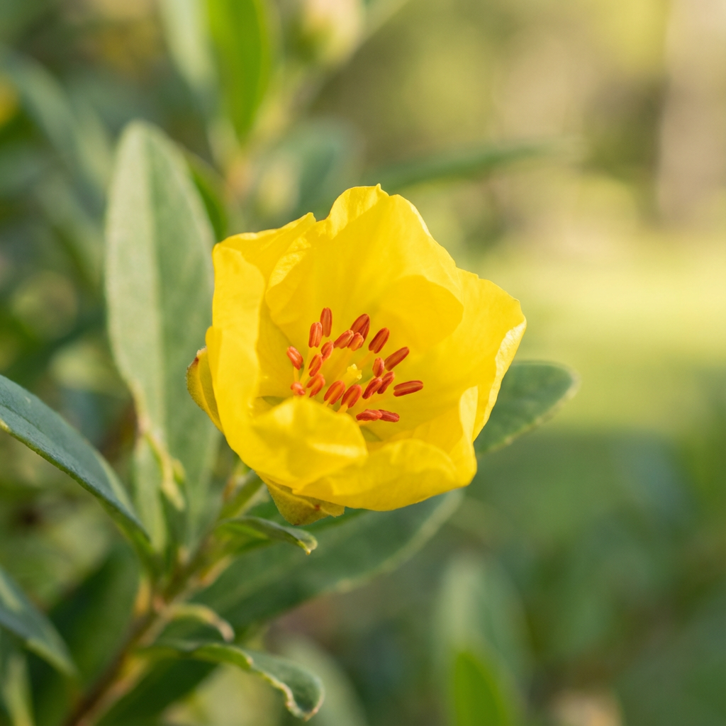 Single Hibbertia Flower